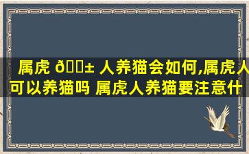 属虎 🐱 人养猫会如何,属虎人可以养猫吗 属虎人养猫要注意什么